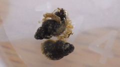 Fontigens nickliniana