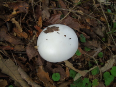 Amanita elliptosperma