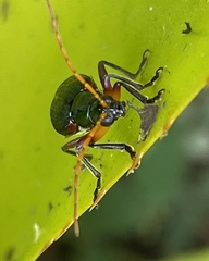 Cochabamba marginata