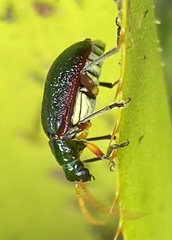 Cochabamba marginata