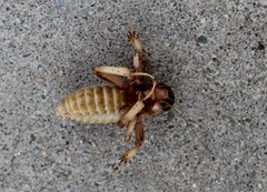 Ammopelmatus pictus