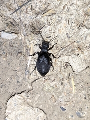 Meloe mediterraneus