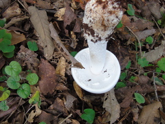Amanita elliptosperma