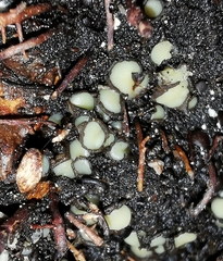 Podophacidium xanthomelum