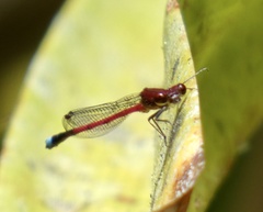 Oxyagrion