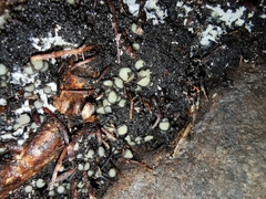 Podophacidium xanthomelum