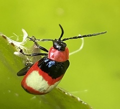 Alagoasa