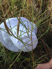 Asclepias stenophylla