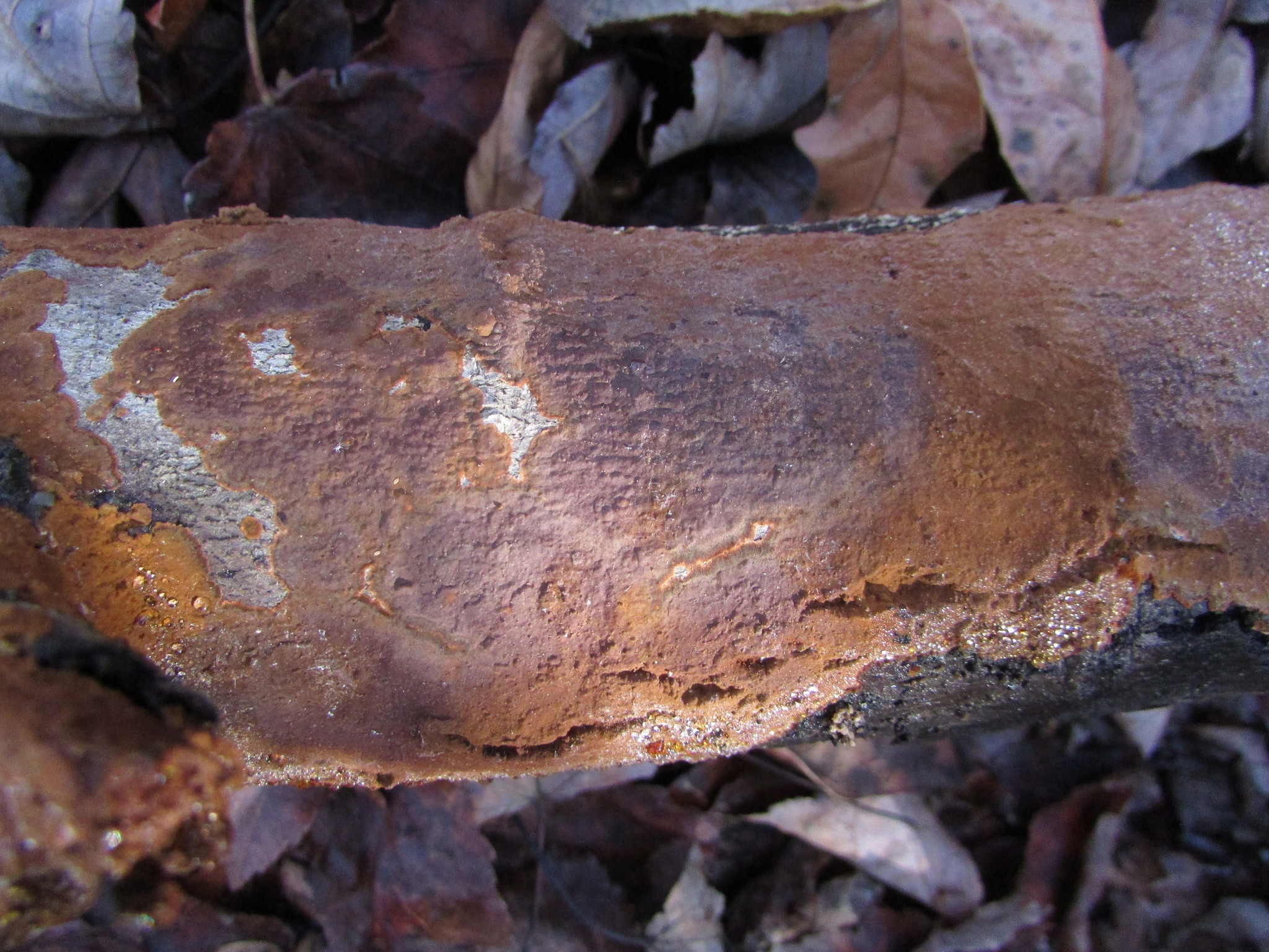 The Cinnamolea Leak: A Scandal Unfolds - lz23atj