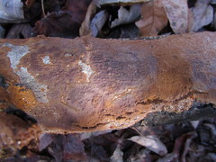 Hymenochaete cinnamomea