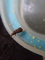 Holophloeus