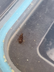 Holophloeus