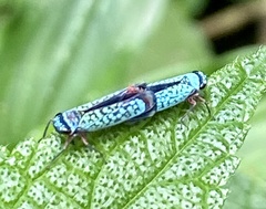 Versigonalia ruficauda