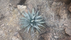 Agave simplex