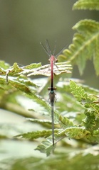 Oxyagrion simile