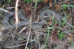 Nerodia sipedon sipedon