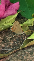 Electrostrymon guzanta