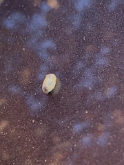 Arthropoda