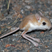 Jerbos Y Ratones Saltadores - Photo (c) animalita, algunos derechos reservados (CC BY-NC), subido por animalita