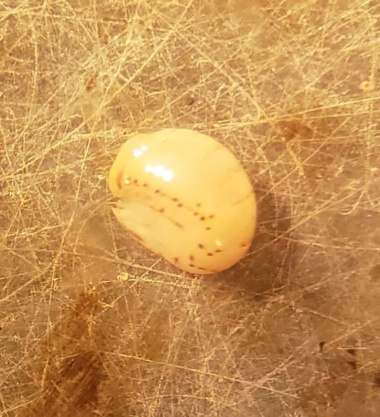 Parascelidae