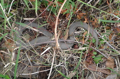 Nerodia sipedon sipedon