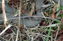 Nerodia sipedon sipedon