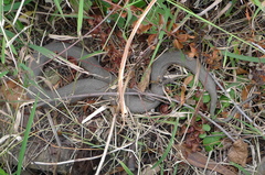 Nerodia sipedon sipedon