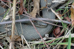 Nerodia sipedon sipedon