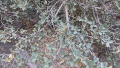Quercus ajoensis