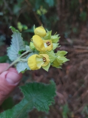 Calceolariaceae