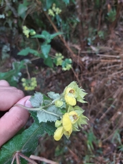 Calceolariaceae