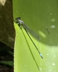 Coenagrionidae