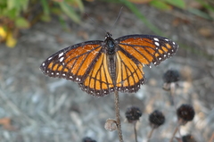 Limenitis archippus
