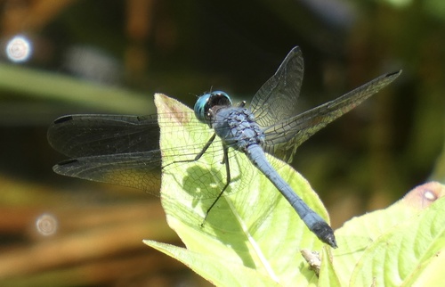 Micrathyria athenais
