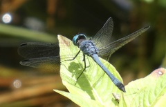 Micrathyria athenais