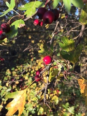 Crataegus