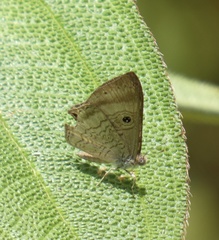 Mesosemia odice