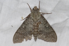 Manduca muscosa