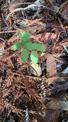 Ceanothus prostratus