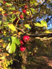 Crataegus