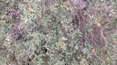 Quercus ajoensis