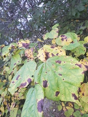 Cercis canadensis