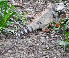 Iguana iguana