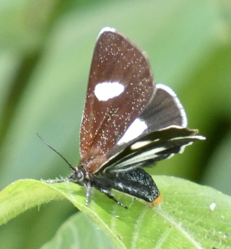 Rhosus ovata