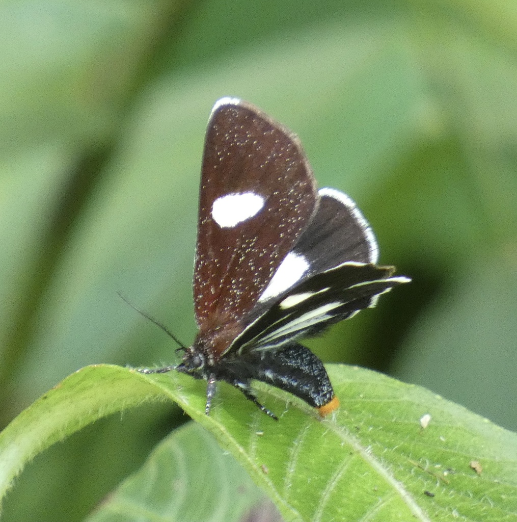 Delphyre pumila