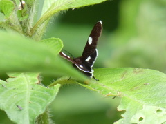 Delphyre