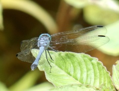 Micrathyria athenais