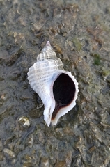 Trophon geversianus