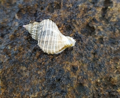Trophon geversianus