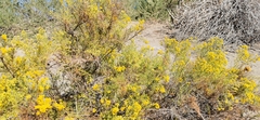 Xylothamia diffusa